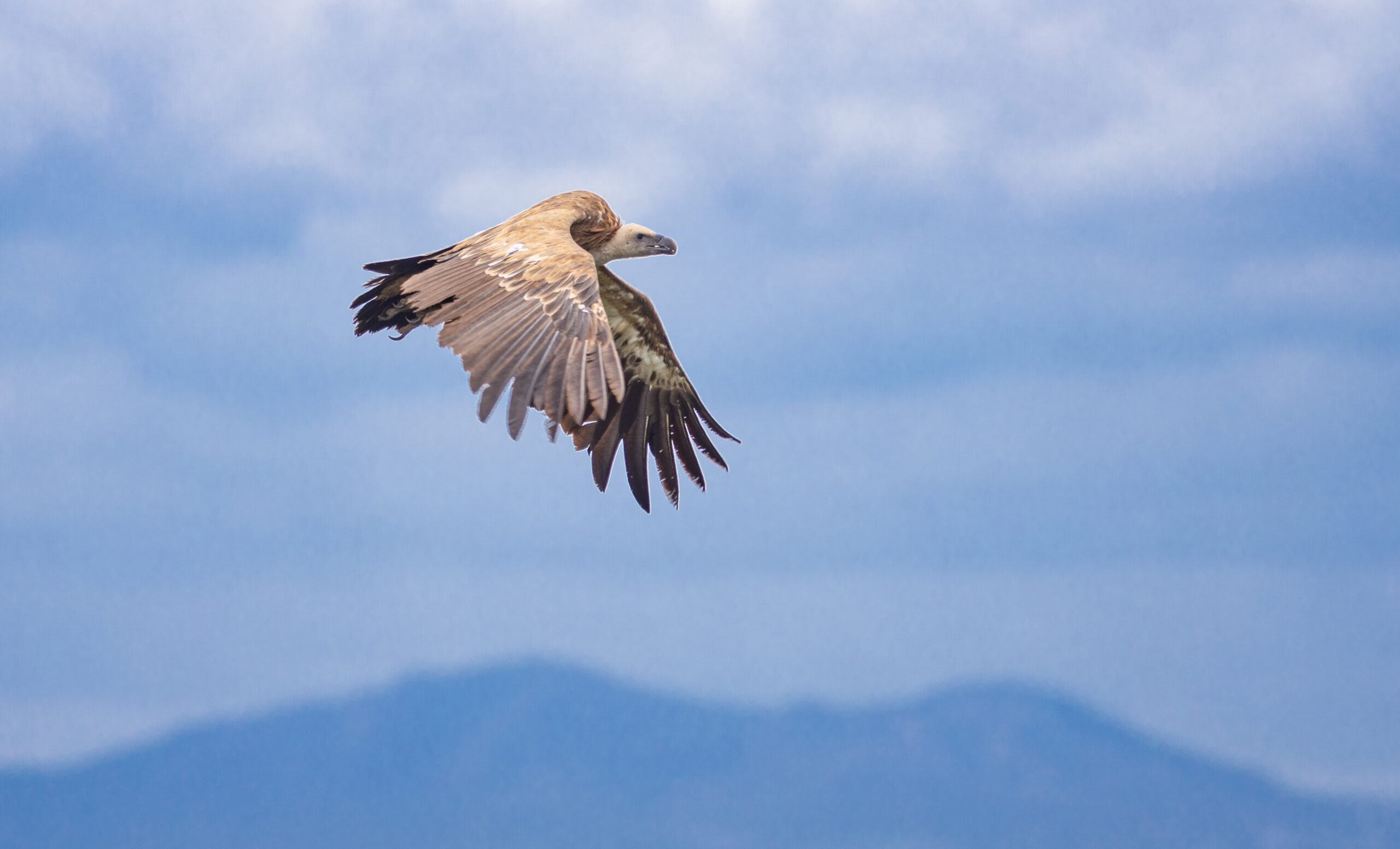 Birding and Archaeology Hikes Andalucía